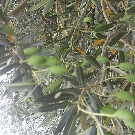 Villa The Olive Branch *