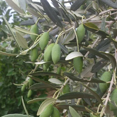 Villa The Olive Branch